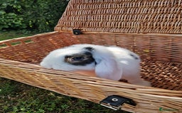Mini Lop rabbits for sale: Mini lop rabbit male  - Image 3