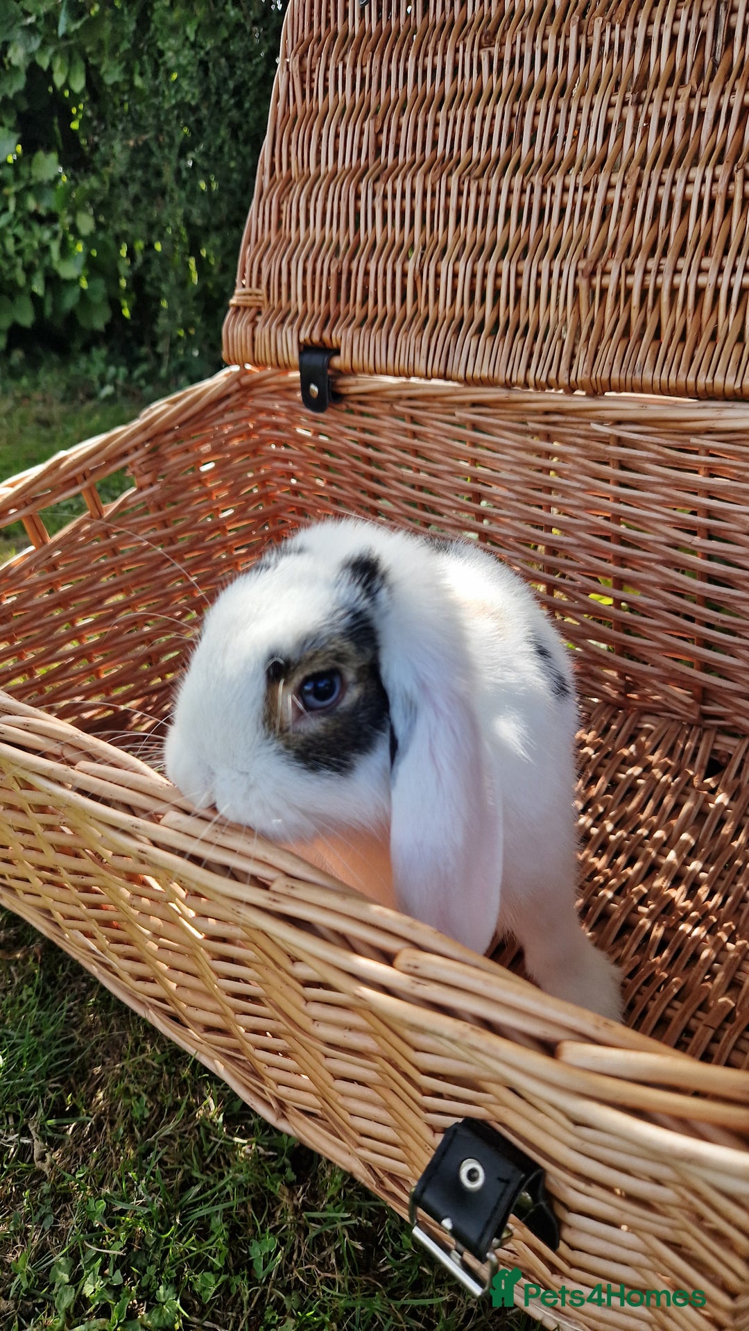 Mini Lop rabbits for sale: Mini lop rabbit male  - Image 3