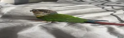 Conures birds for sale: Green cheeked conure  - Advert 9