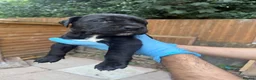 Presa Canario dogs for sale: World class presa canarios  - Advert 25