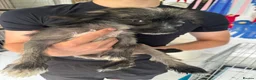 Chinese Crested dogs for sale: Chinese Crested pup in Chelmsford - Advert 9