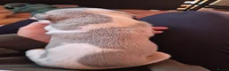 Whippet dogs for sale: Whippet for sale in Salisbury - Advert 4