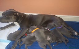 Staffordshire Bull Terrier dogs for sale: Blue staff pups - Image 2