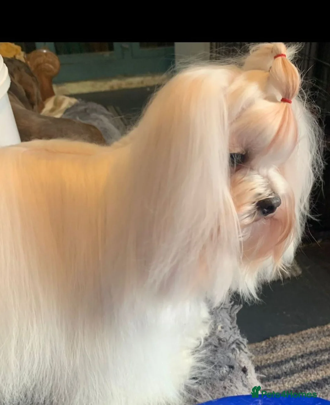 Maltipoo dogs for sale: 🐾🐾..BEAUTIFUL MALTIPOOS..🐾🐾 - Advert 11
