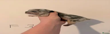 French Bulldog 6