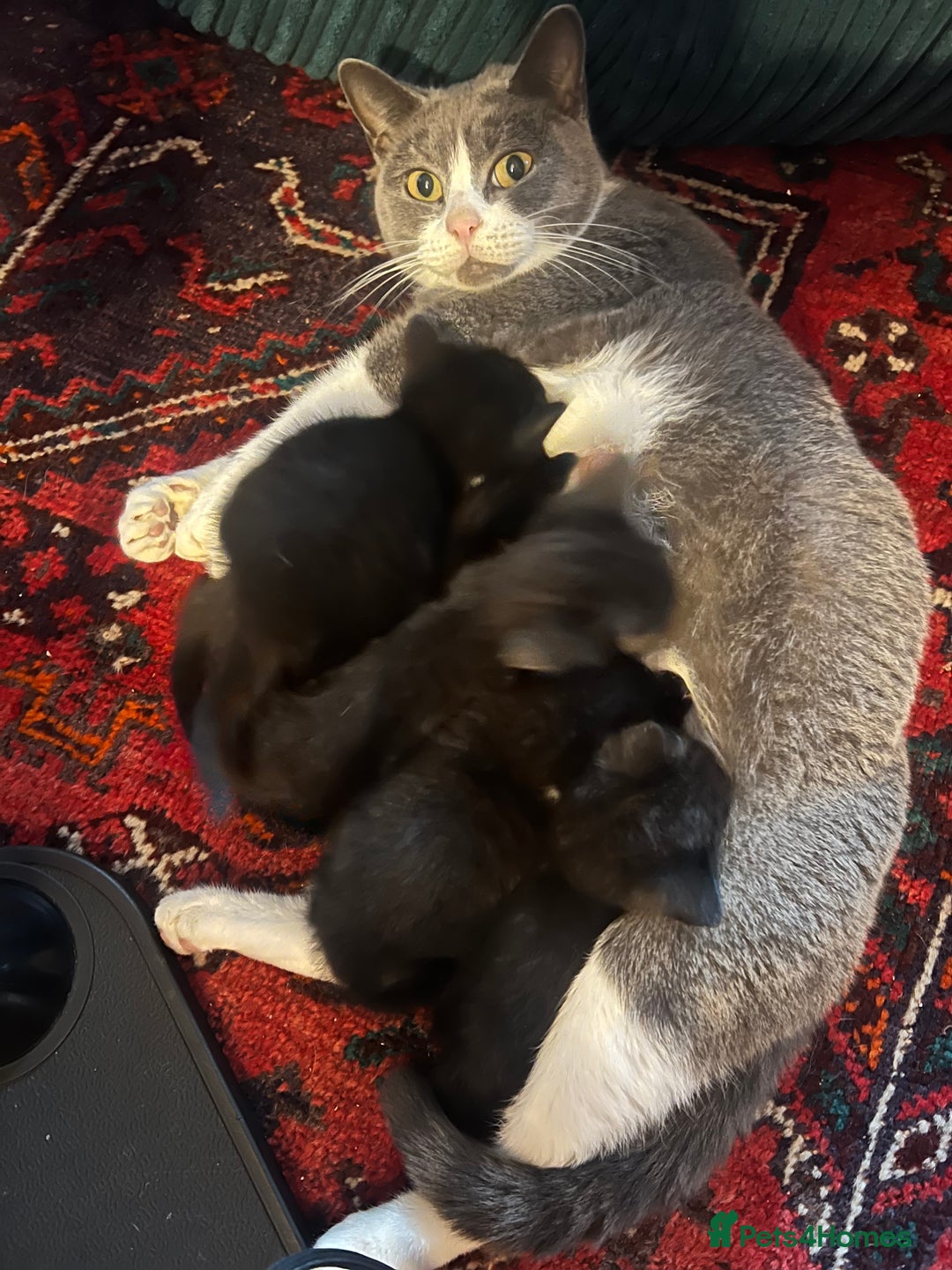 Mixed Breed cats for sale: Cute and Friendly Kittens - Advert 5