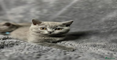 British Shorthair cats - Advert 3