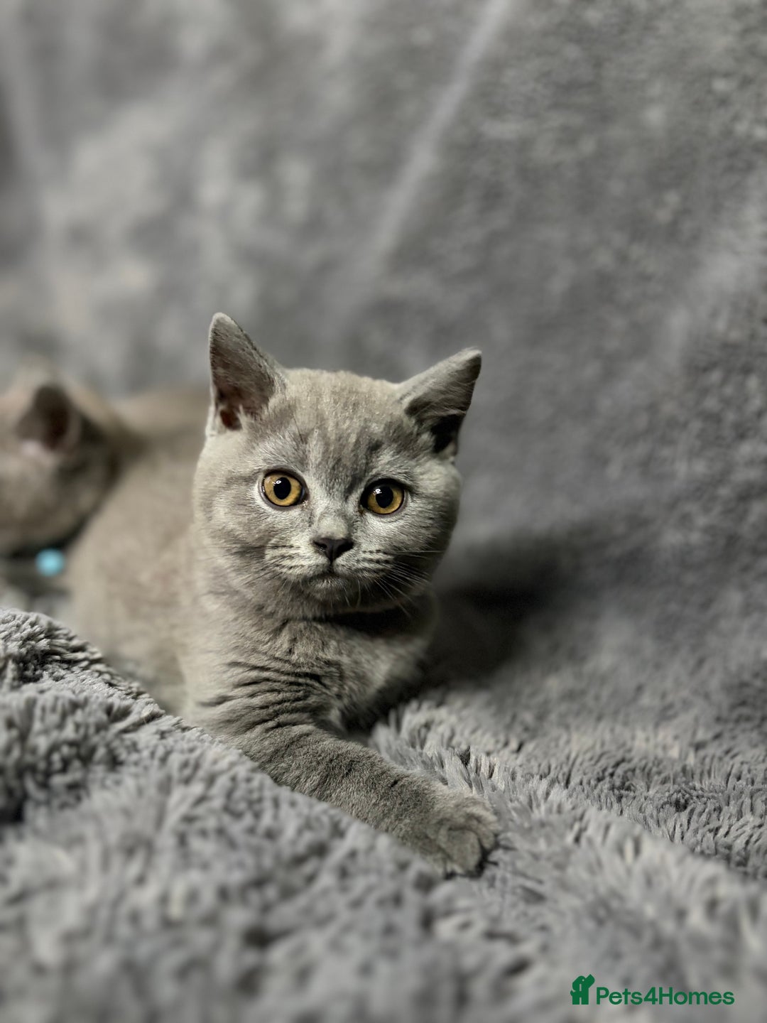 British Shorthair cats for sale: Exceptional British Blue Shorthair Kittens - Advert 2