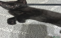 Russian Blue cats for sale: Three half Russian blue kittens  - Image 3