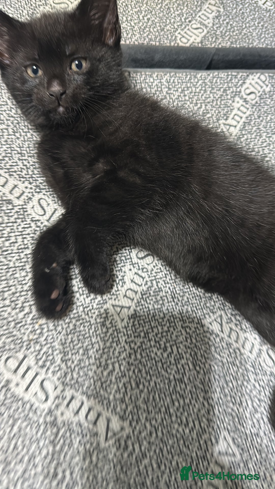 Russian Blue cats for sale: Three half Russian blue kittens  - Image 3