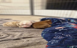 American Bully dogs for sale: Pocket bully bitch and male - Image 10
