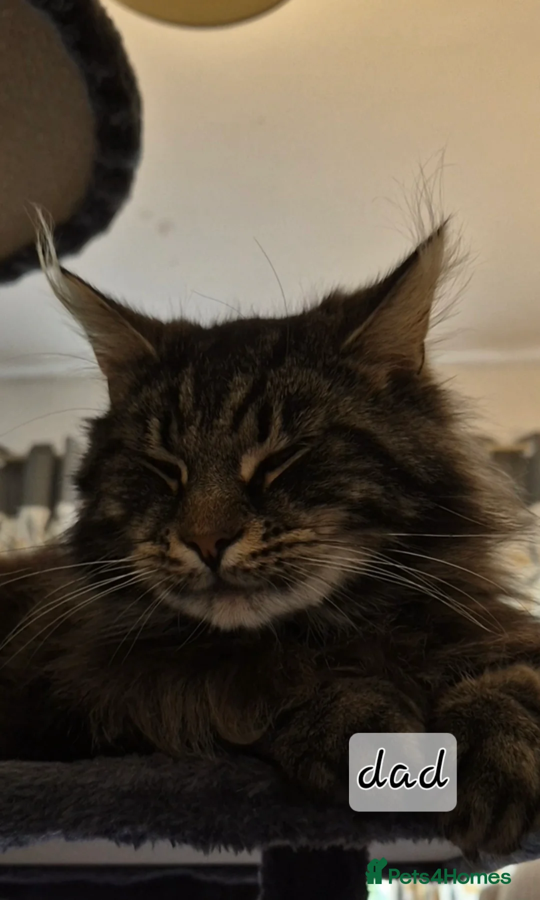 Mixed Breed cats for sale: Maincoon cross kittens ready to leave  - Advert 11