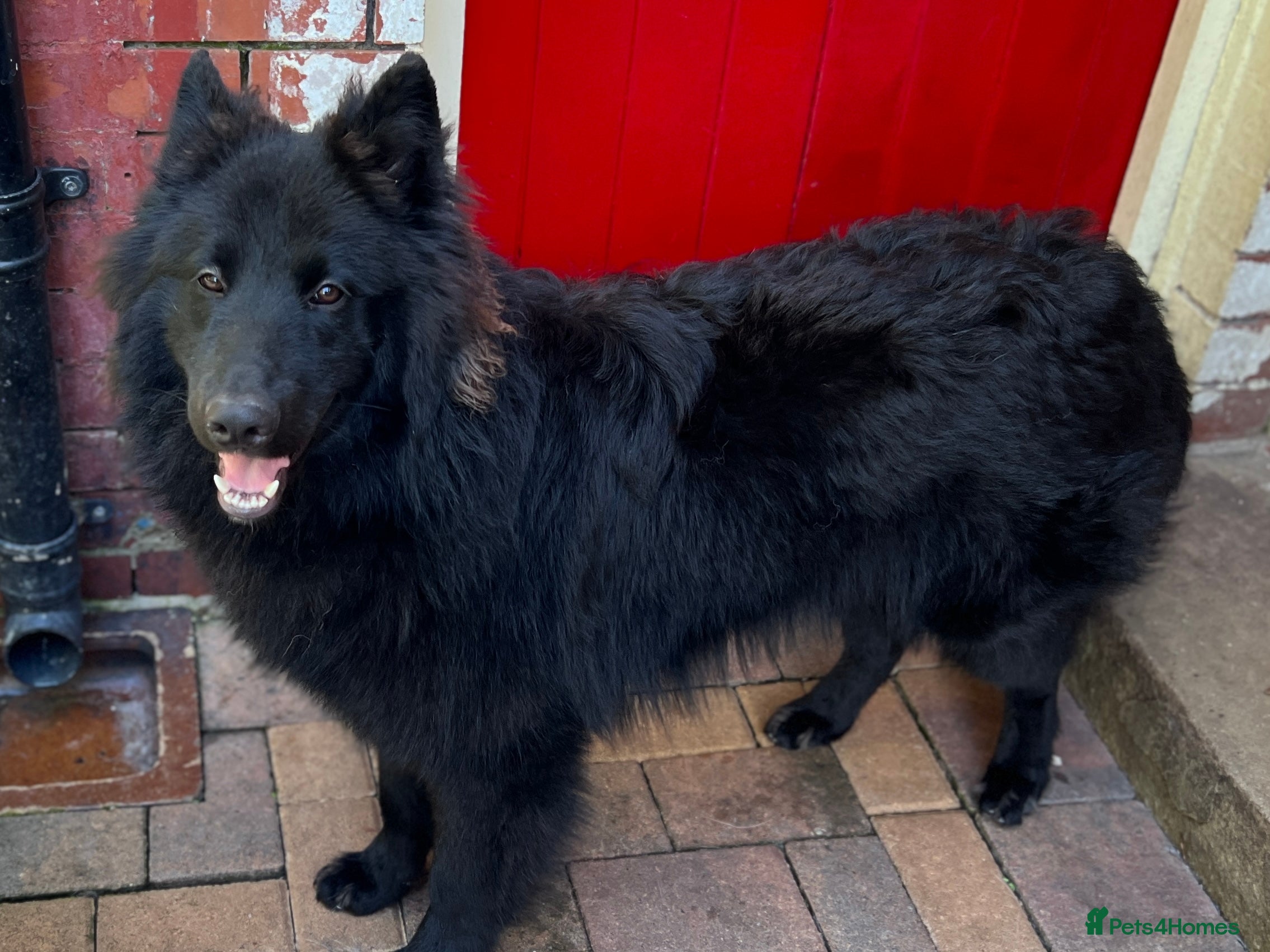 German Shepherd dogs Solid Black Long Coat German Shepherd Dog at Stud - Advert 13