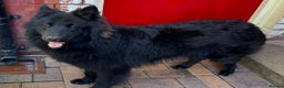 German Shepherd dogs for stud: Solid Black Long Coat German Shepherd Dog at Stud - Advert 1