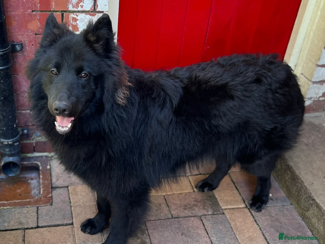 German Shepherd dogs for stud: Solid Black German Shepherd Dog at Stud - Advert 8