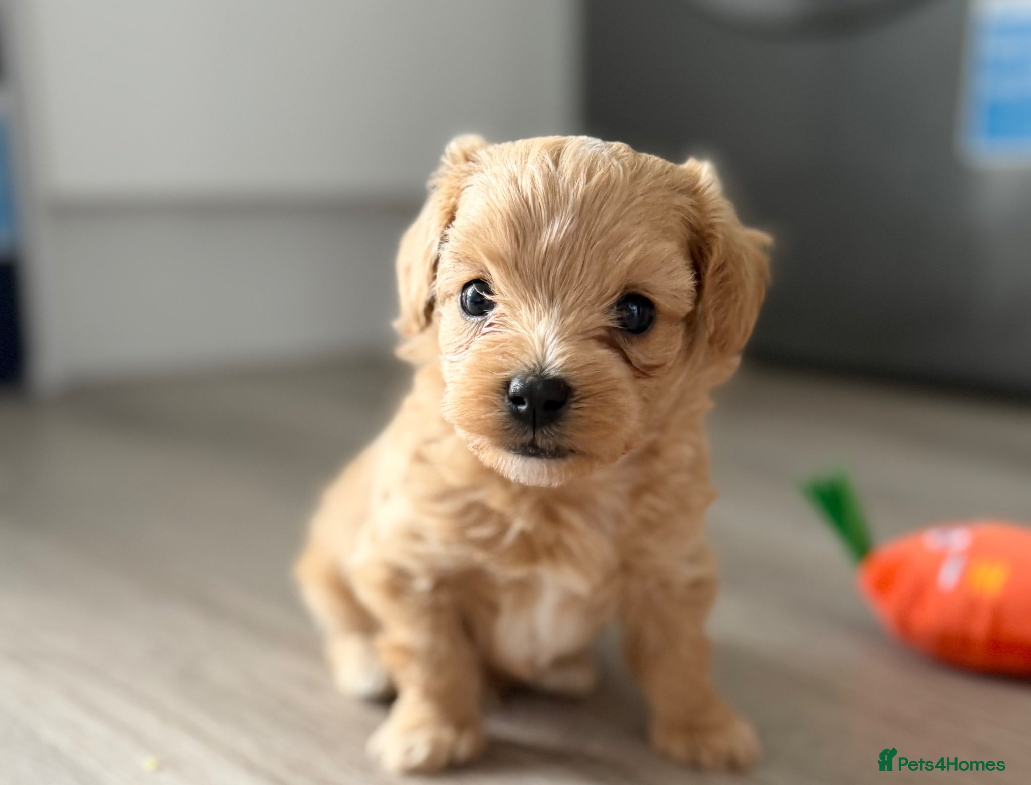 Maltipoo dogs Handsome Borris For Sale 🤍 - Advert 1