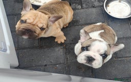 French Bulldog dogs for sale: KC reg French bulldog puppies female & male big➰  - Image 1