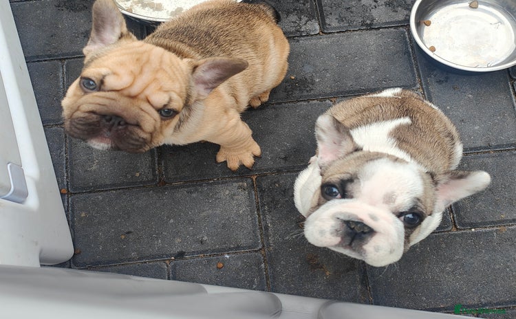 French Bulldog dogs - Advert 4