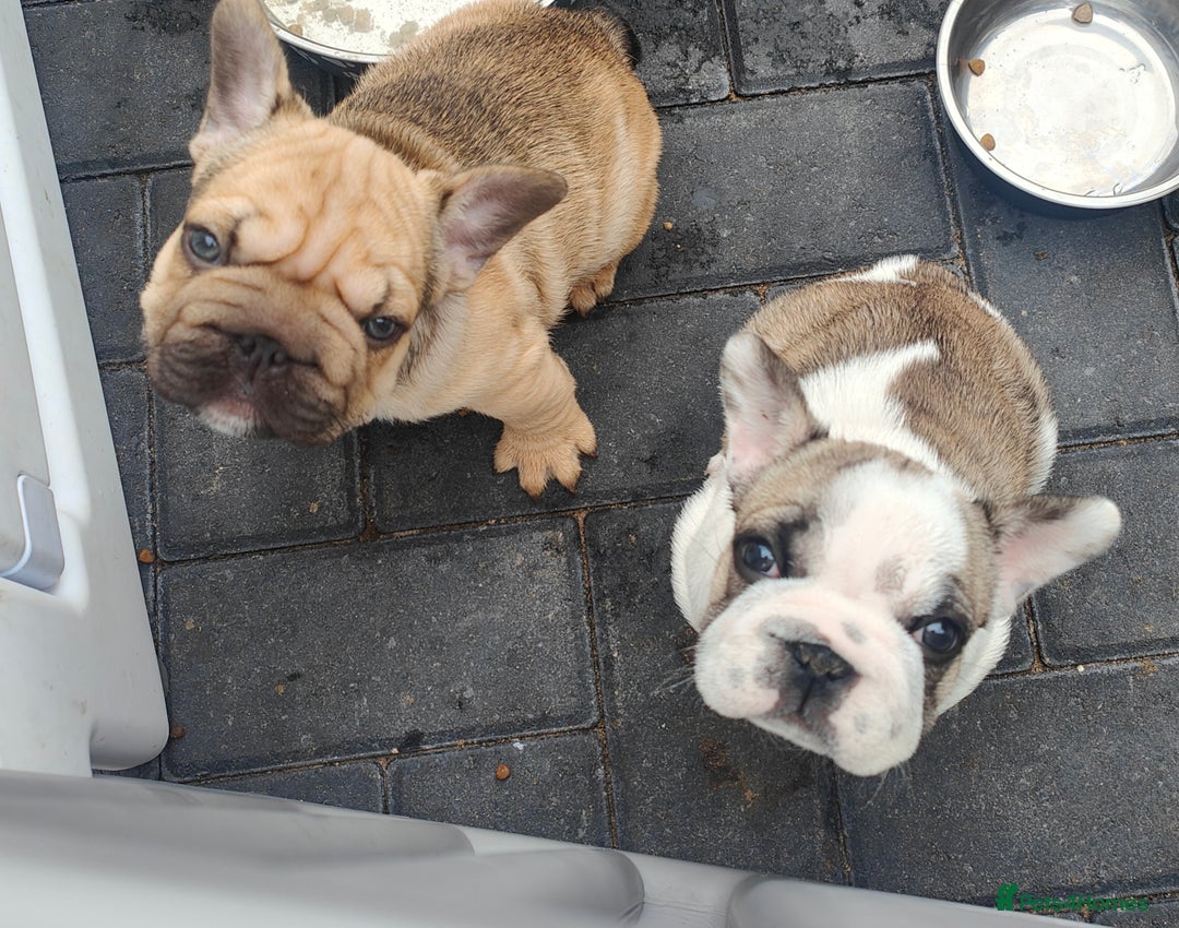 French Bulldog dogs for sale: KC reg French bulldog puppies female & male big➰  - Image 1