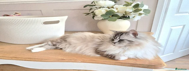 Queen Mae