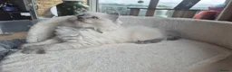 Ragdoll cats for sale: Beautiful ragdolls gccf and tica registered - Advert 26