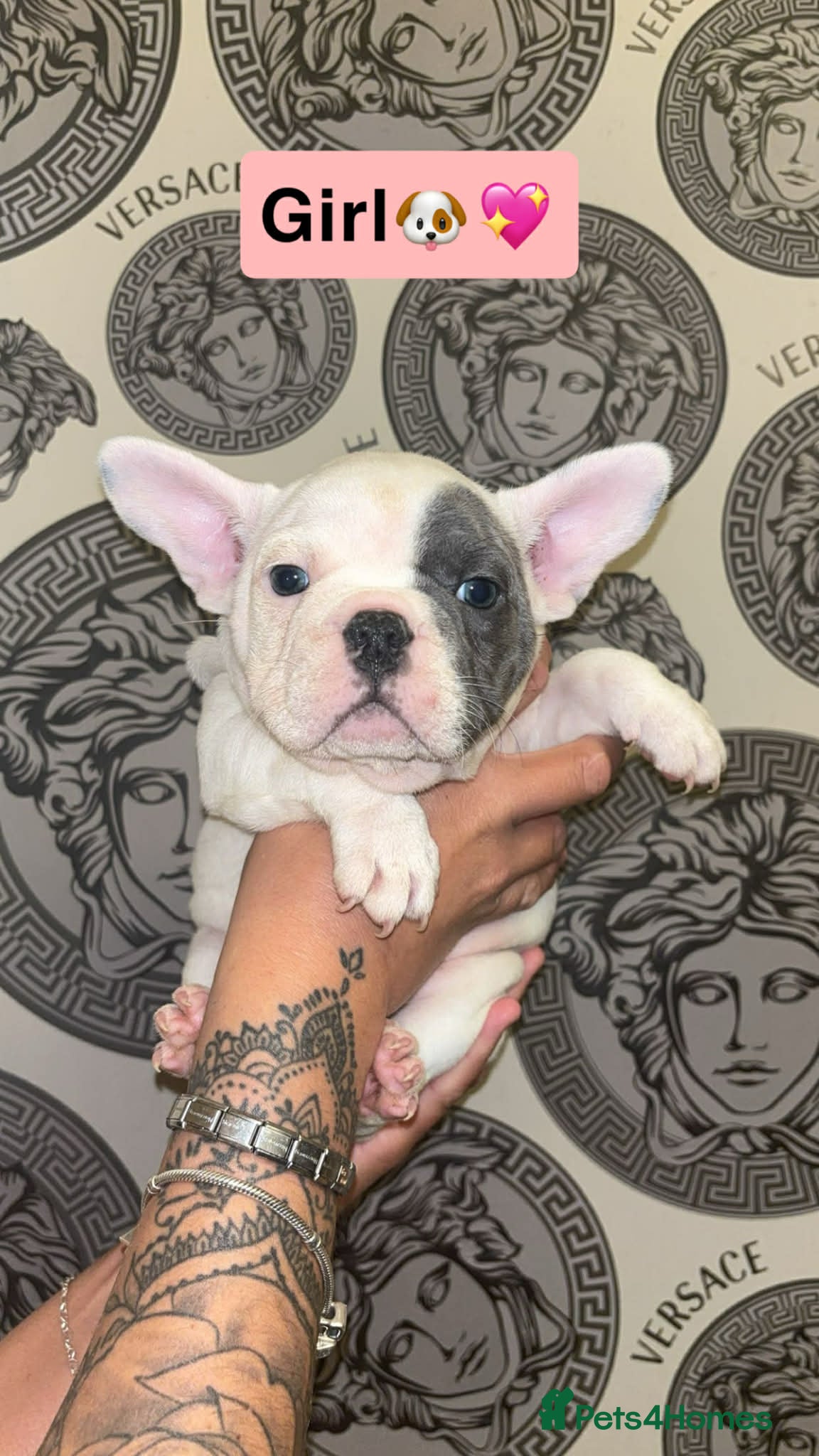 French Bulldog dogs French bullDog pups - Advert 1