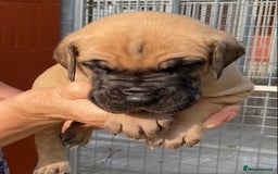 Great Dane dogs for sale: Primus Great Danes - Image 6