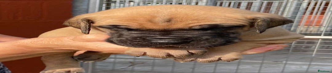  Puppy 3