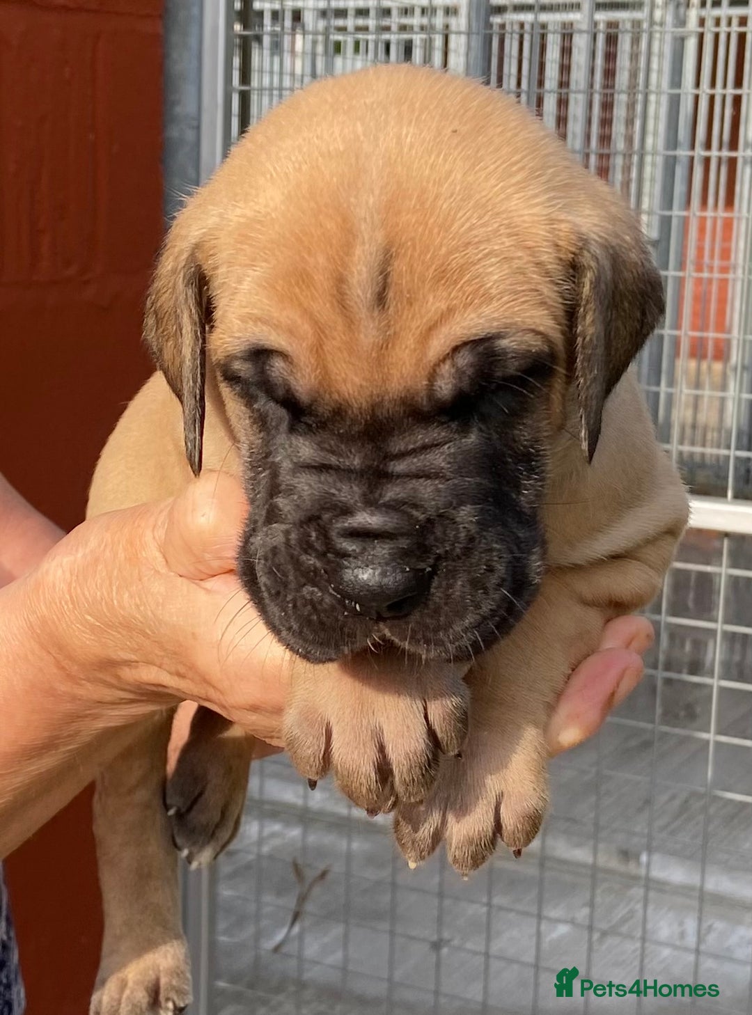 Great Dane dogs for sale: Primus Great Danes - Image 6