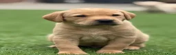 Labrador Retriever dogs for sale: Labrador puppies  - Advert 17