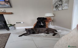 Cane Corso dogs for sale: 2 year old cane corso male  - Image 6