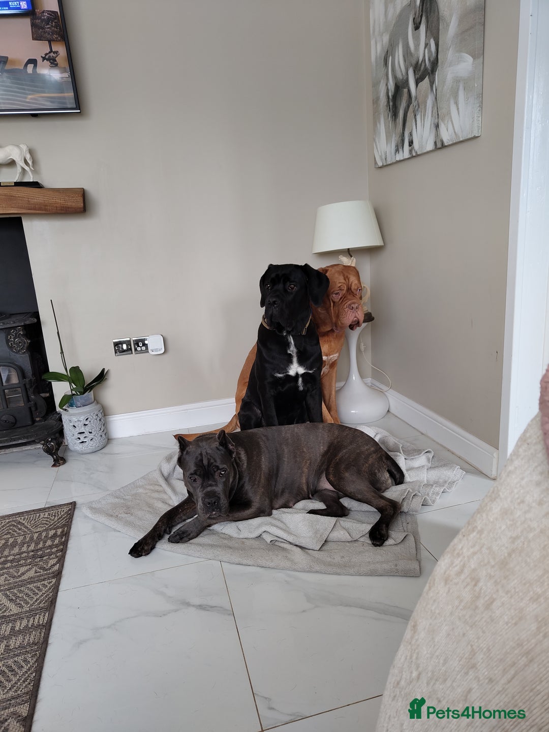 Cane Corso dogs for sale: 2 year old cane corso male  - Image 6