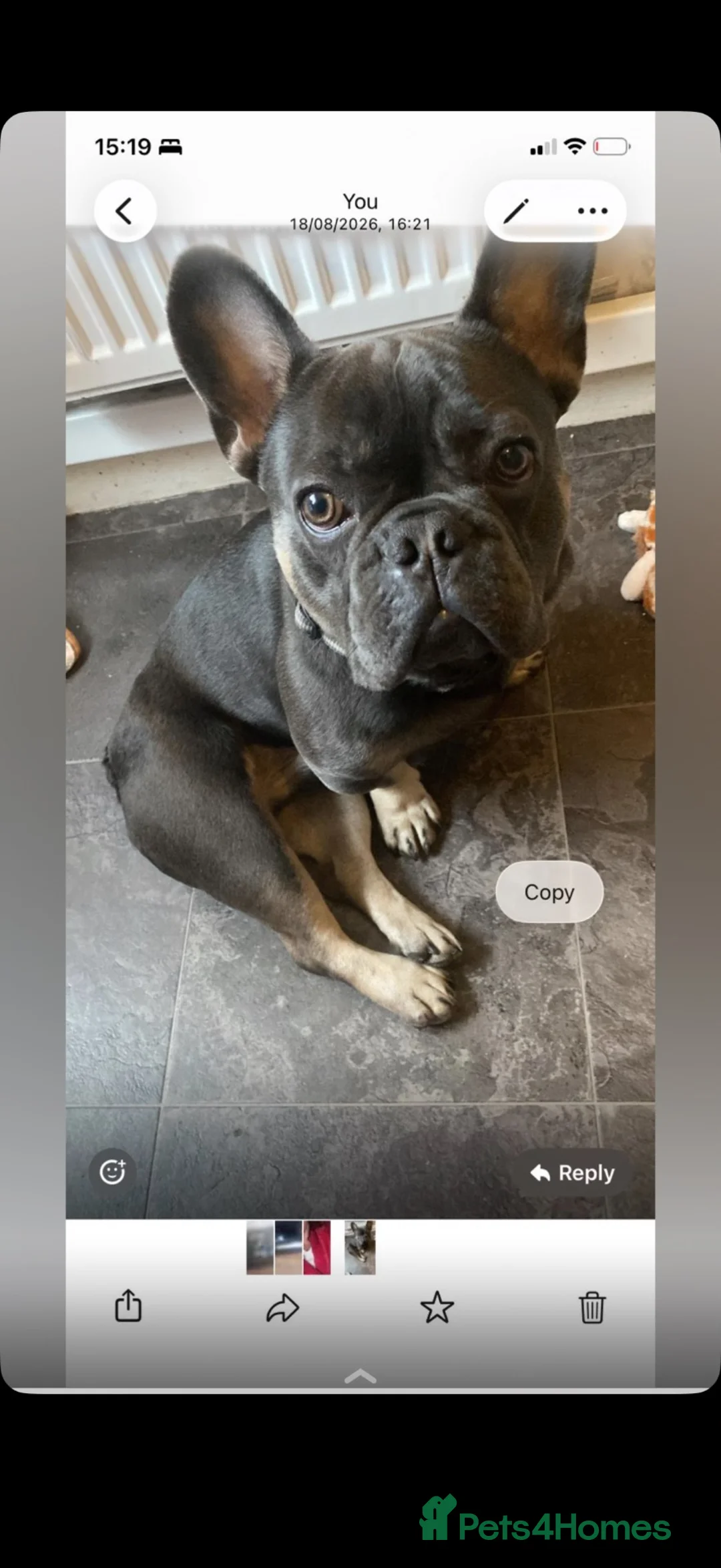 French Bulldog dogs for sale: Miss  in Glasgow - Advert 2