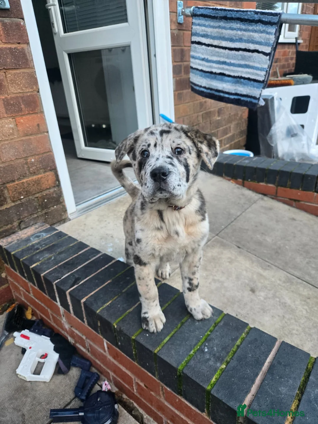 Mixed Breed dogs for sale: 5 month old Marl colour puppy.  - Advert 7