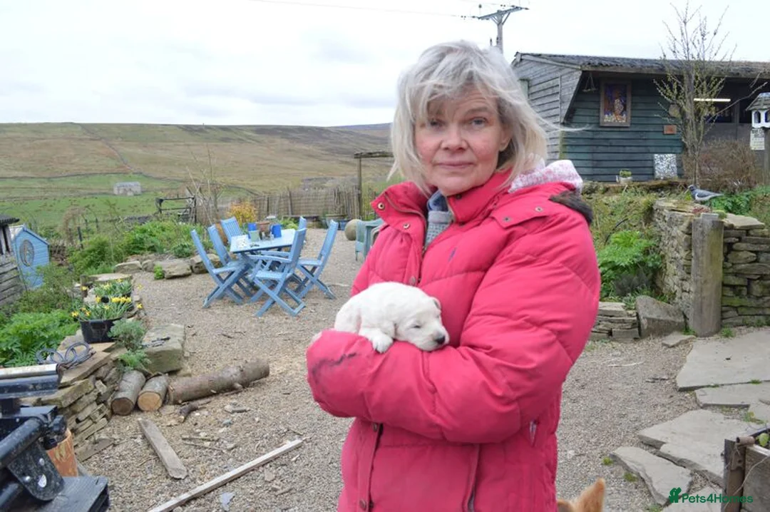 Labradoodle dogs for sale: Standard Labradoodle Puppies F3 - Advert 11