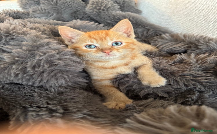 Domestic Shorthair cats - Advert 2