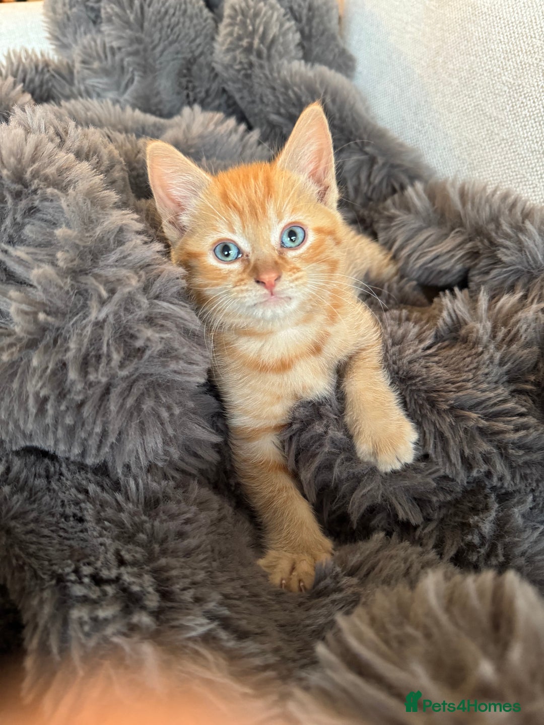 Domestic Shorthair cats for sale: Ginger female - Image 1