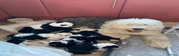 Sheepadoodle dogs for sale: Ultimate Pedigree F1 Sheepadoodles  - Advert 4