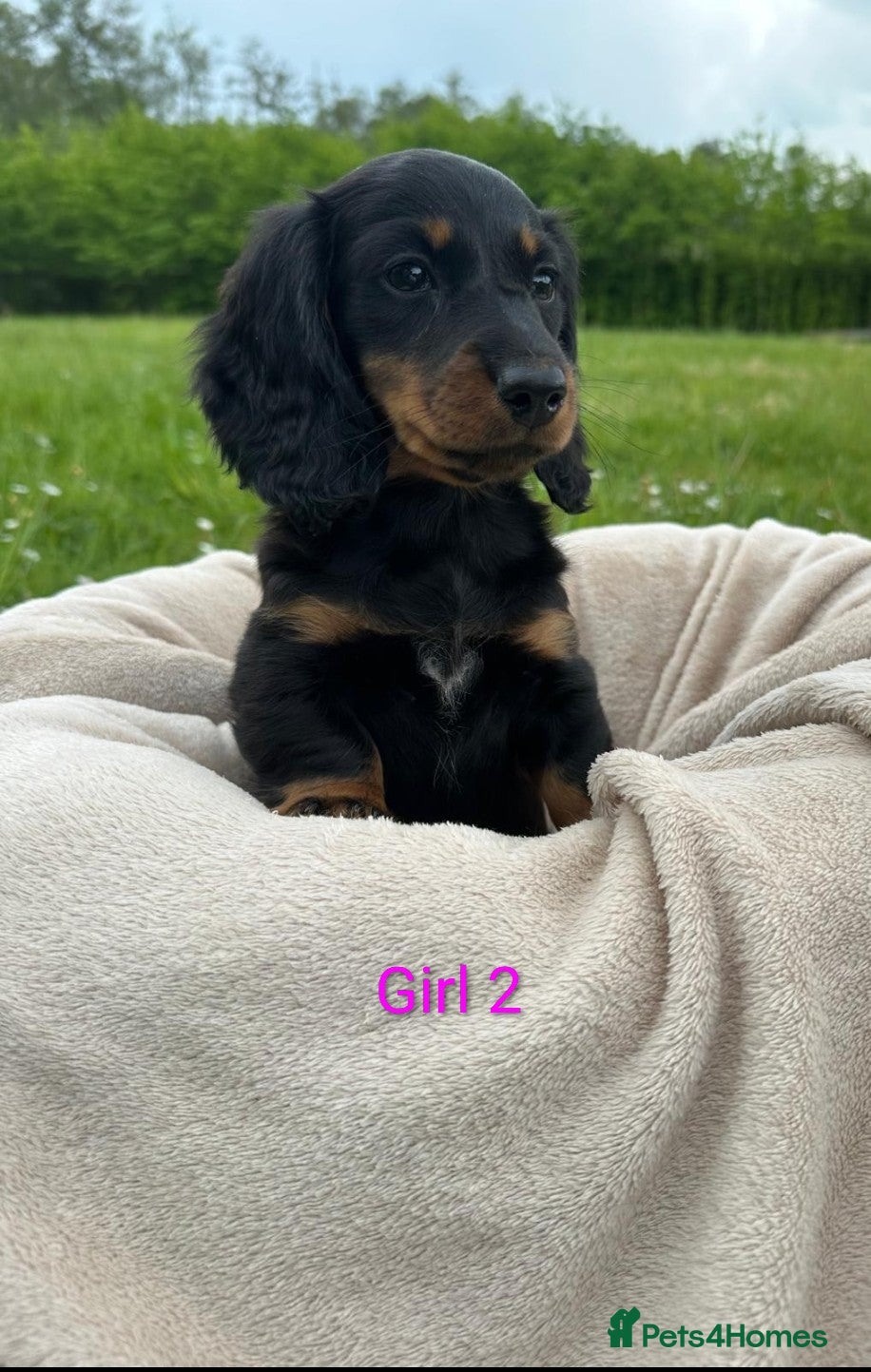 Dachshund dogs Beautiful Miniature Dachshund Puppy - Advert 1