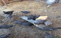 Chickens poultry for sale: Chickens and chicks for sale  - Image 4