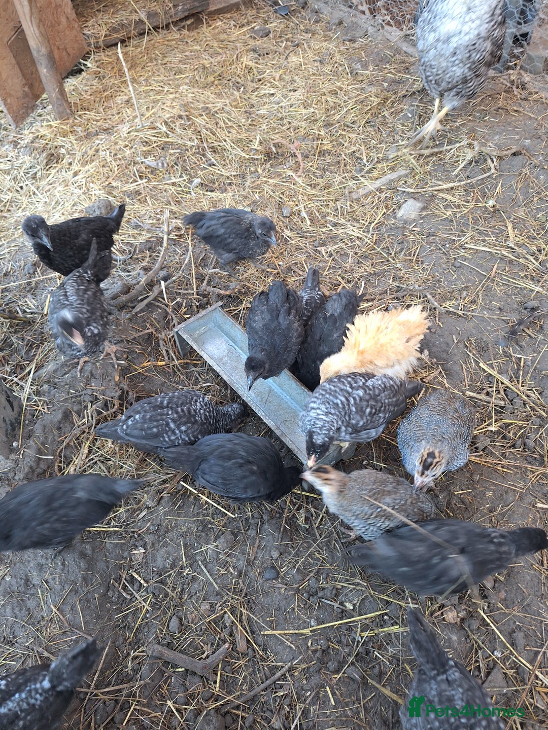 Chickens poultry for sale: Chickens and chicks for sale  - Image 4
