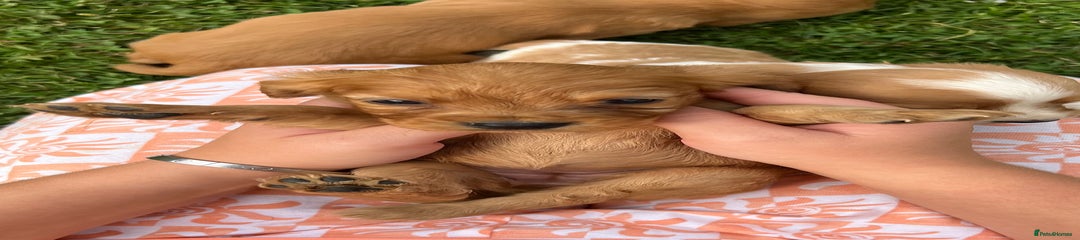 Cockalier Puppy 5