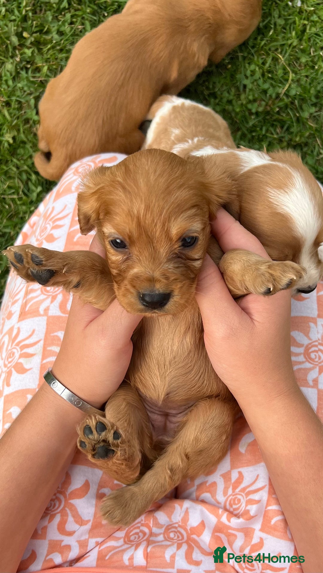 Cockalier dogs for sale: Cockaliers  - Image 18
