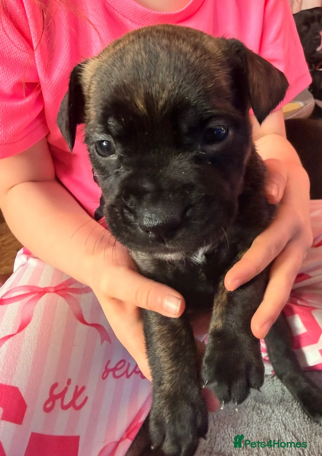 Presa Canario dogs for sale: 3 presa female pup left  - Advert 3