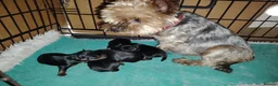 Yorkshire Terrier dogs for sale: Gorgeous Yorkshire Terrier Girl Puppies - Advert 1