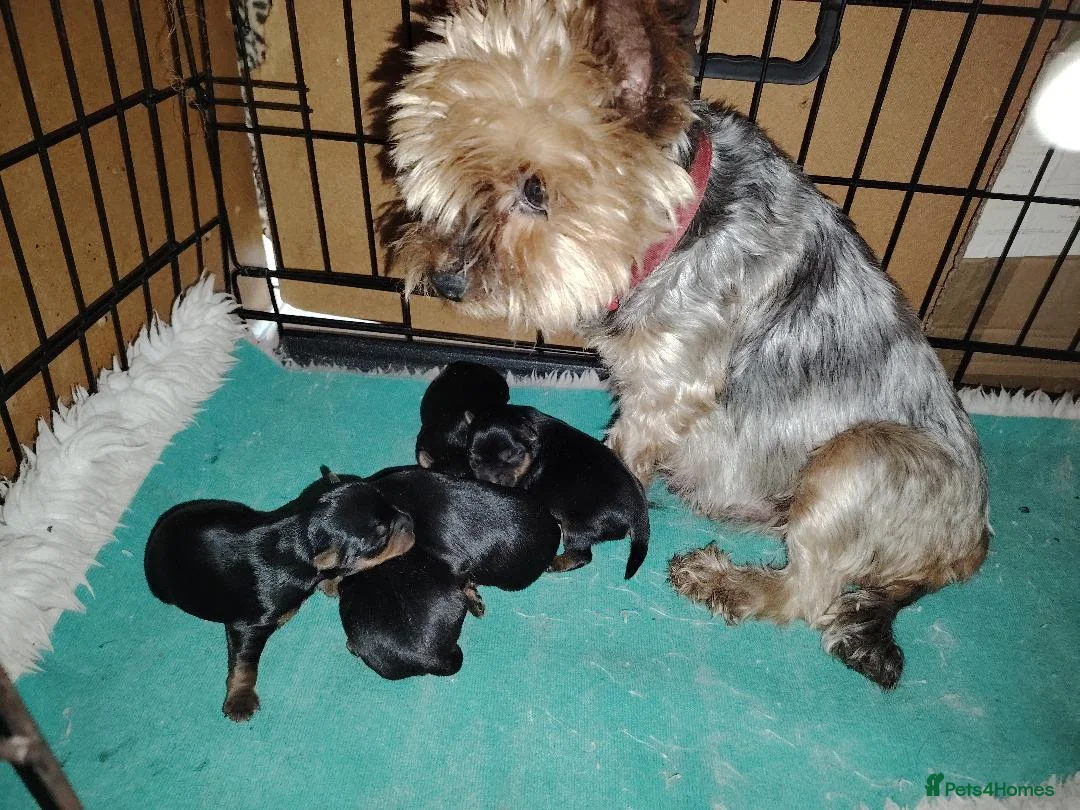 Yorkshire Terrier dogs for sale: Gorgeous Yorkshire Terrier Girl Puppies - Advert 1