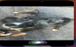 Cocker Spaniel dogs for sale: Cocker spaniel puppies - Advert 1