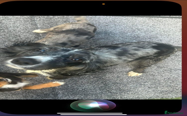 Cocker Spaniel dogs Cocker spaniel puppies - Advert 1