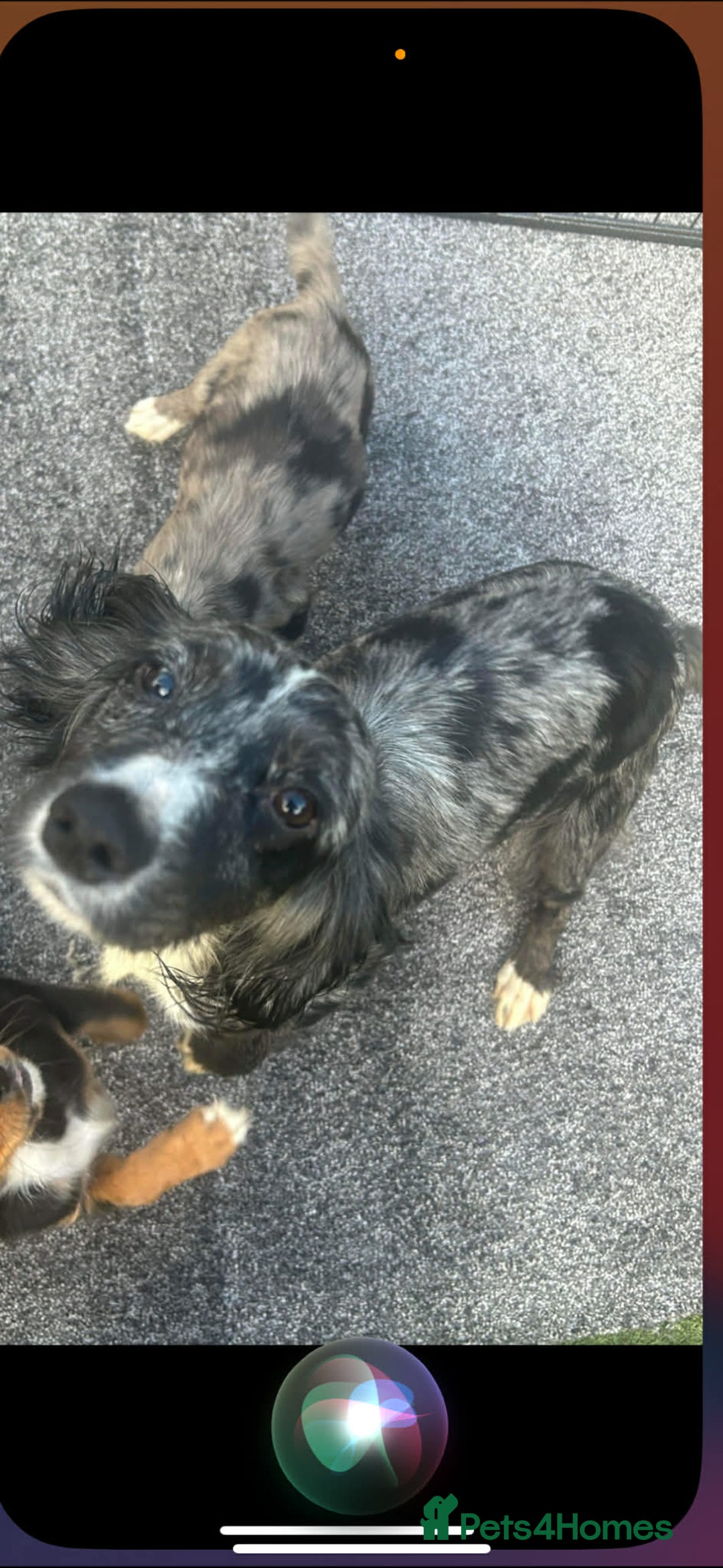 Cocker Spaniel dogs for sale: Cocker spaniel puppies - Advert 1