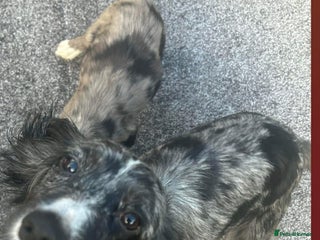 Cocker Spaniel dogs Cocker spaniel puppies - Advert 1